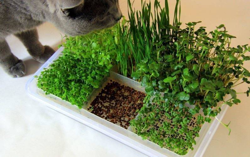 Микрозелень на подоконнике – новый тренд домашнего огорода