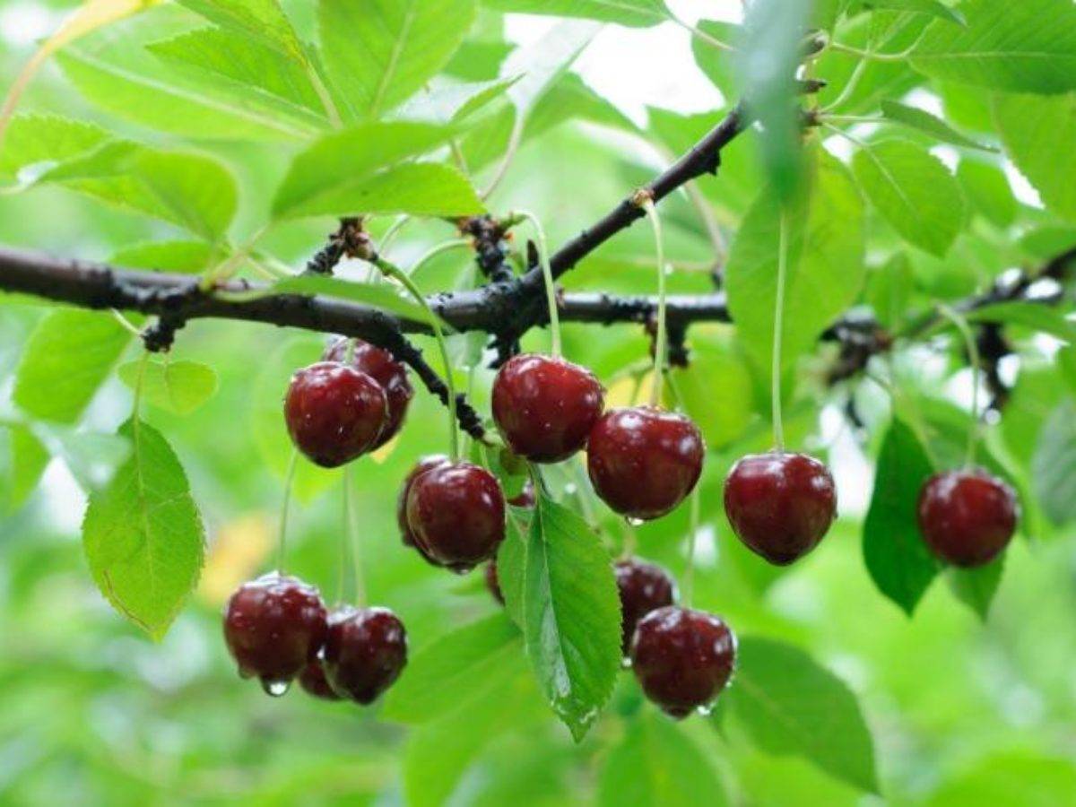 Коккомикоз вишни — угроза вашему саду