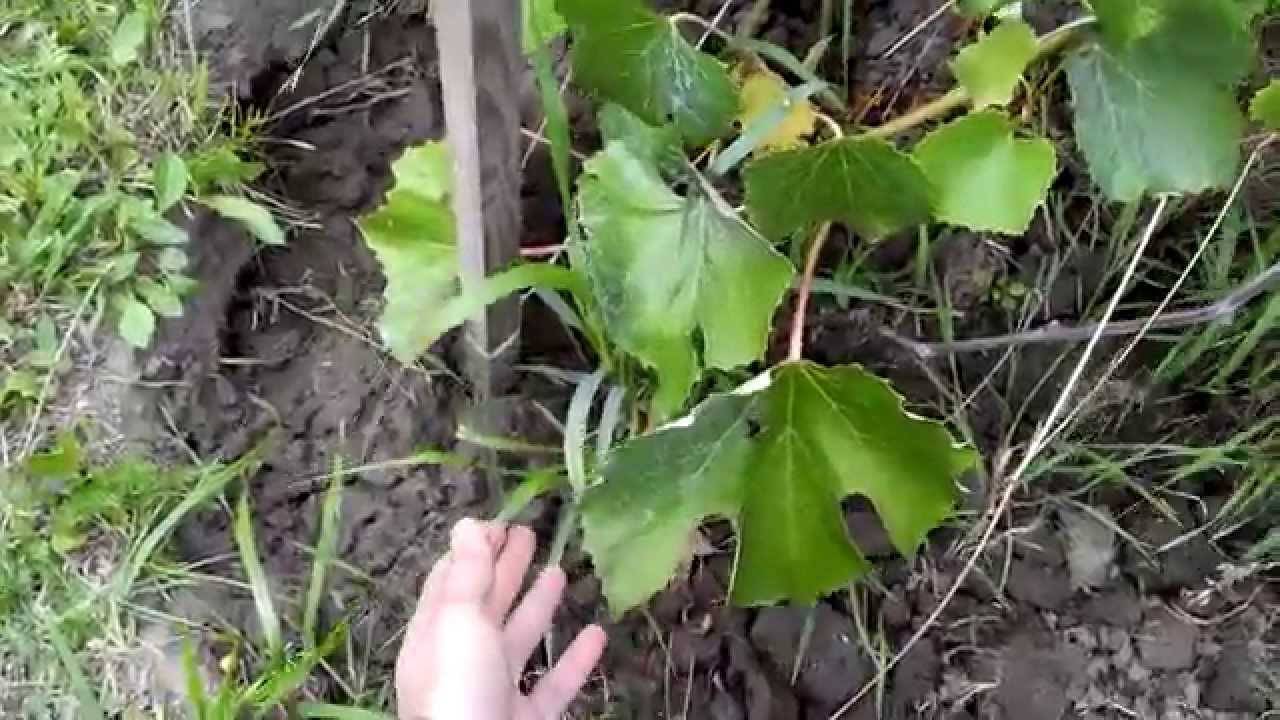 Как ухаживать за виноградом летом, чтобы получить хороший урожай