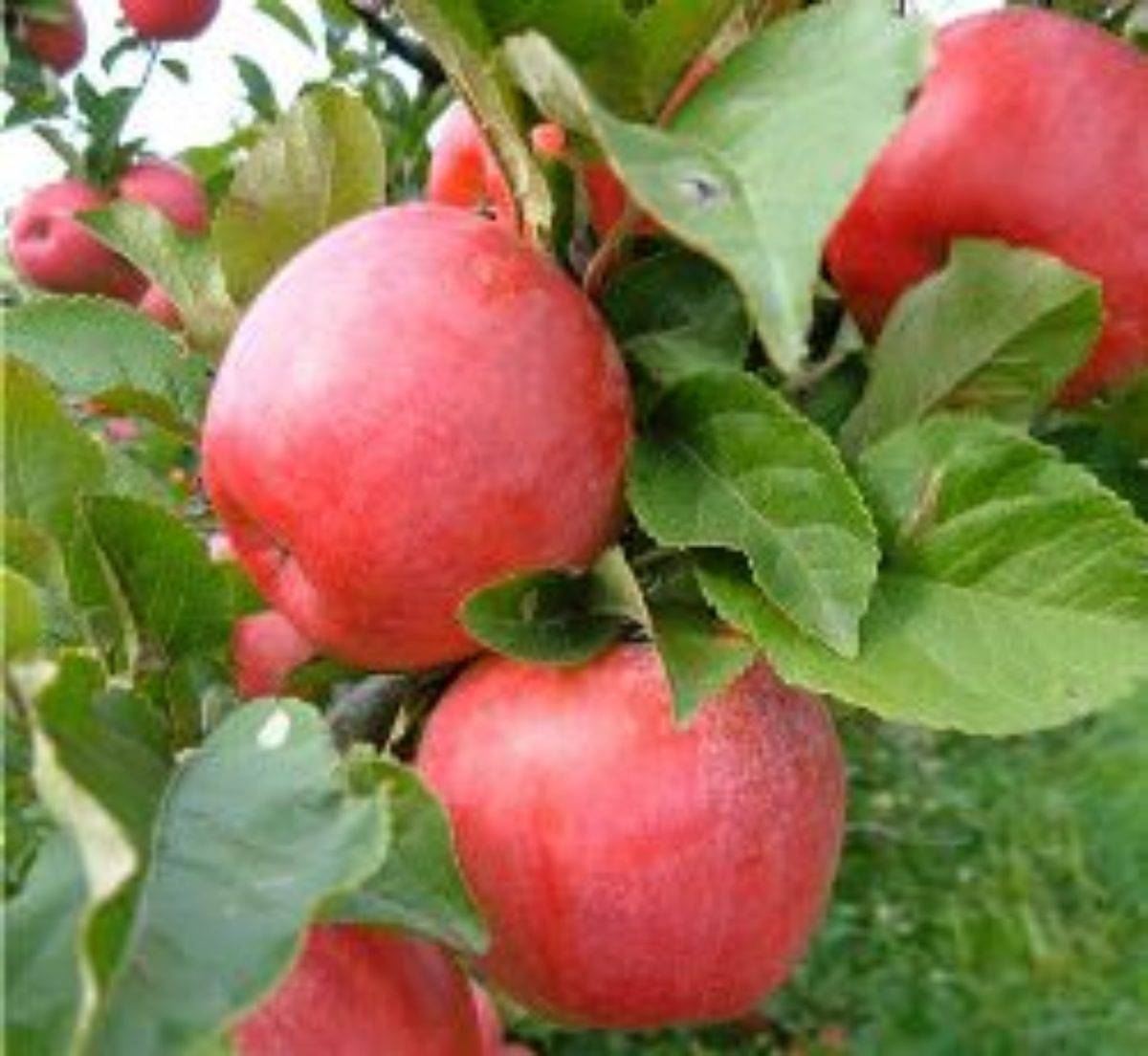 Плодовые деревья для сада — яблоня глостер