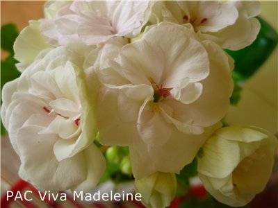 Махровая пеларгония:  герань с густыми и пышными цветками