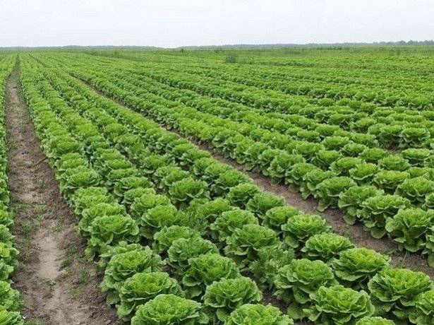 Как вырастить салат ромэн, польза и вред