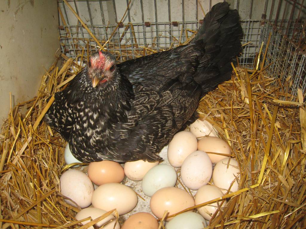 Что делать, если куры перестали нести яйца