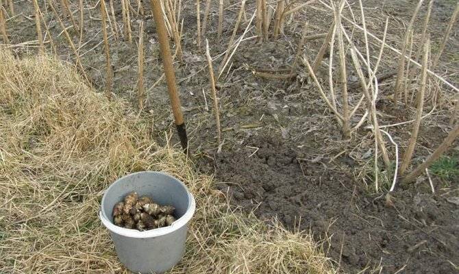 Как посадить и вырастить топинамбур (земляную грушу) на участке