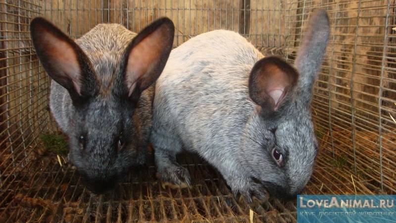 Проявления и лечение кокцидиоза у кроликов