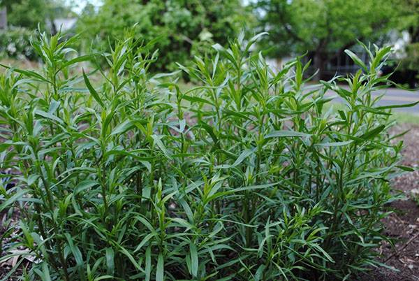Выращивание, посадка и уход за травой тархун в открытом грунте в домашних условиях, как размножить эстрагона