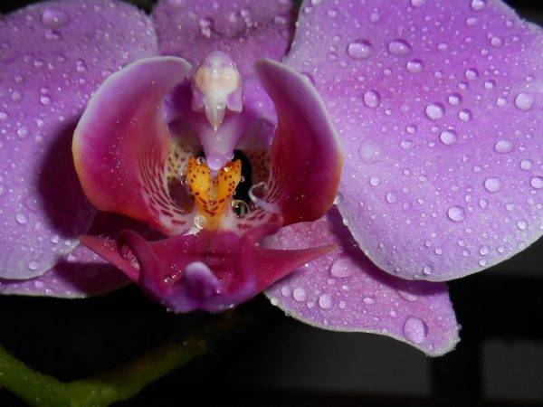 Главный вопрос — какой нужен грунт для орхидеи: основные компоненты и состав