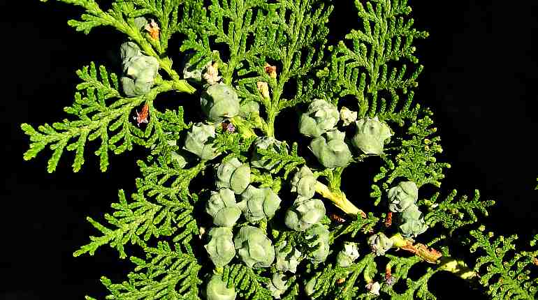 Туя – 7 лекарственных средств из декоративного растения