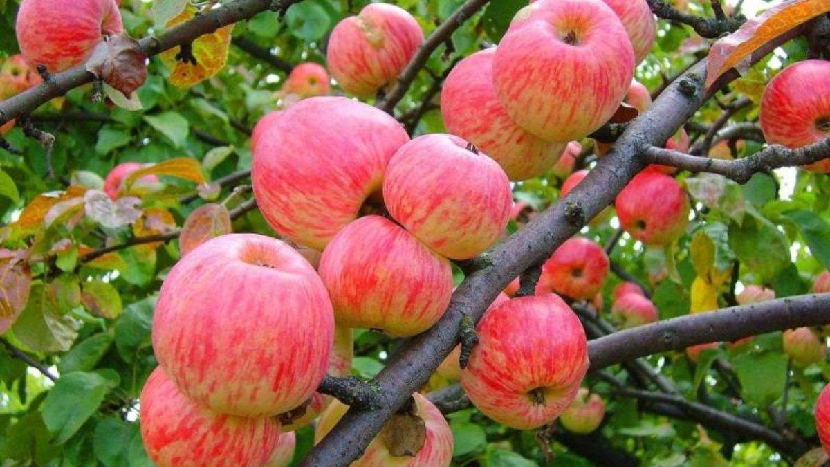 Карликовые яблони: 4 лучших сорта, правила посадки и ухода