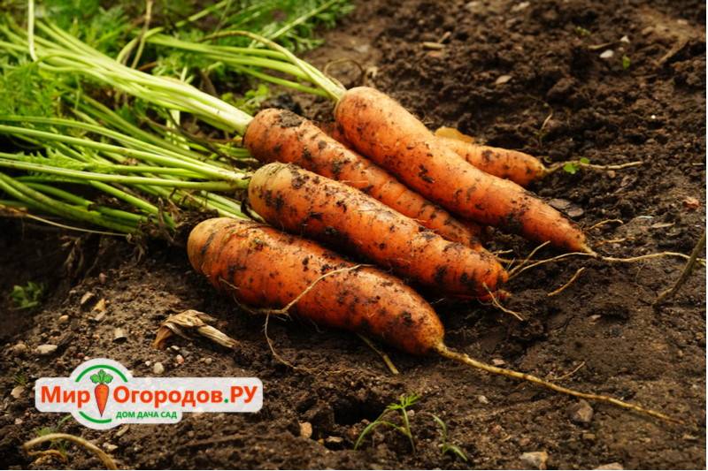 Описание болезней моркови — методы лечения, борьба с вредителями