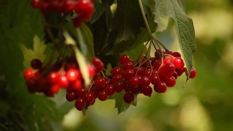 Что можно приготовить из красной ягоды калины, полезные свойства и противопоказания