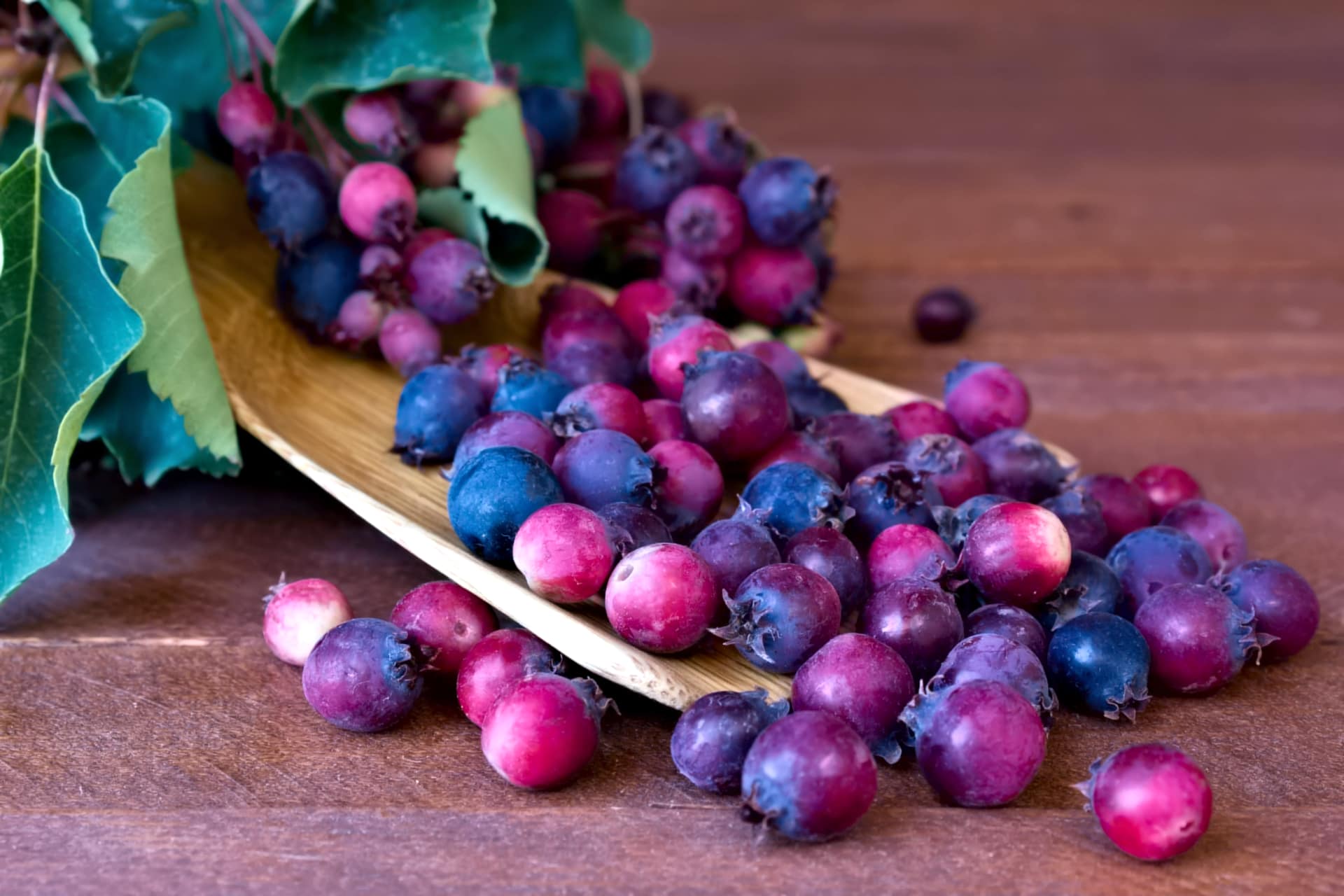 Ирга — ягода, которая лечит: полезные свойства и противопоказания