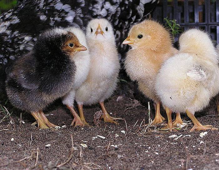 Уход за цыплятами: правильные условия содержания и питание птенцов