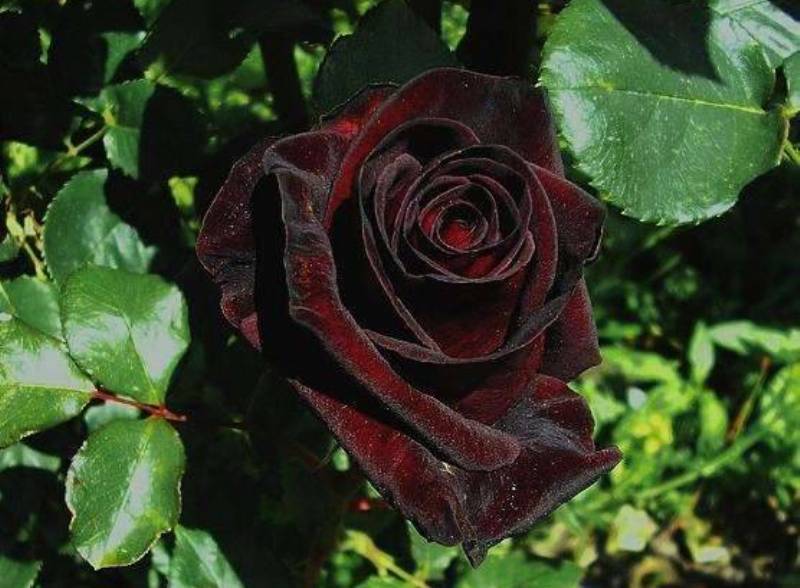 Благородный сорт антуриума черный принц: полная информация для любителей изысканных растений