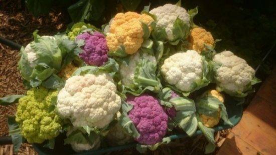 Секреты выращивания цветной капусты в открытом грунте и в теплице