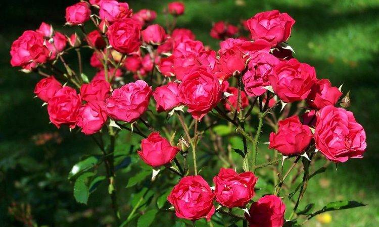 Что такое полиантовая роза, и какие ее сорта достойны внимания