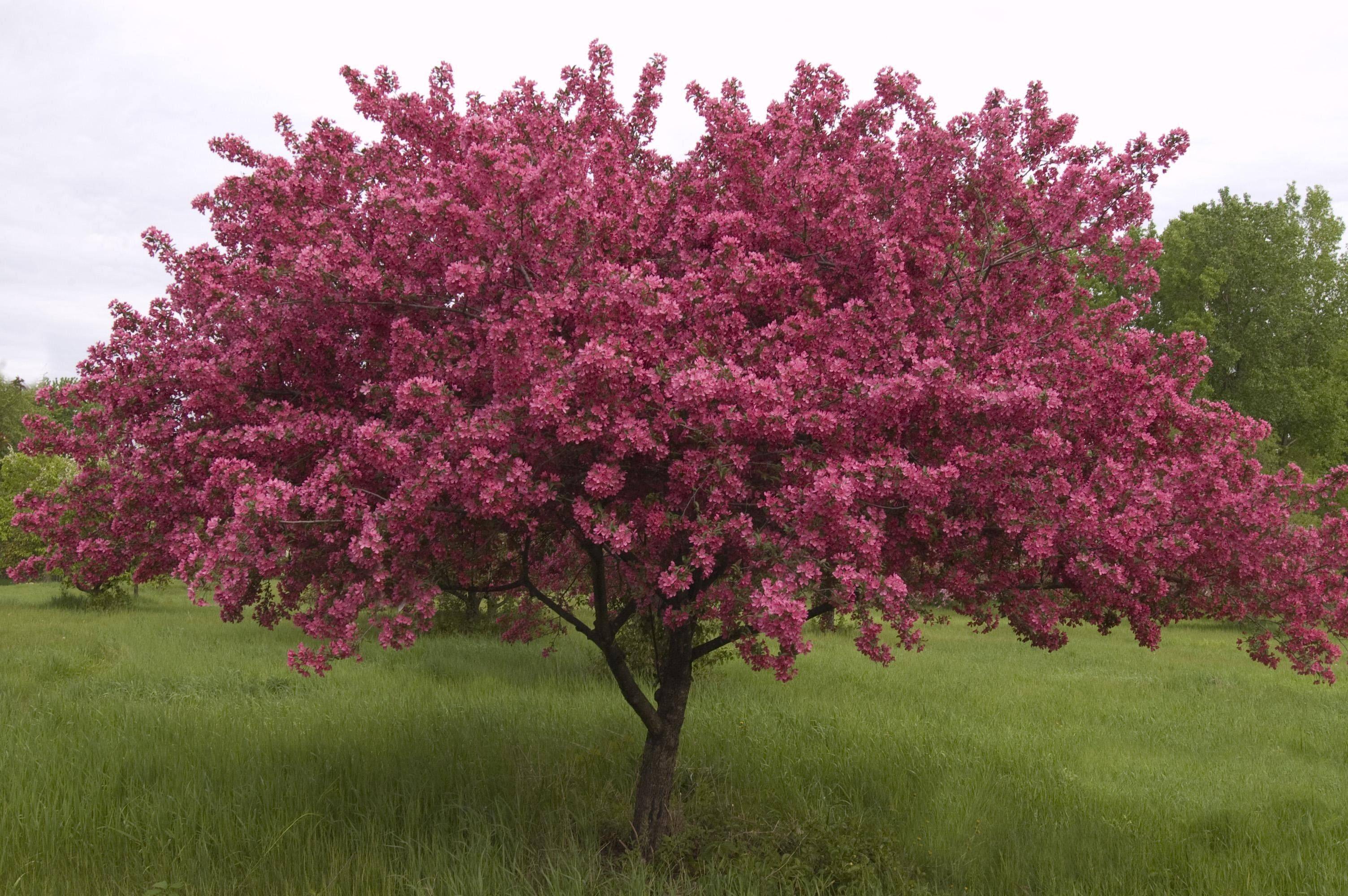 Пурпурная декоративная яблоня недзвецкого