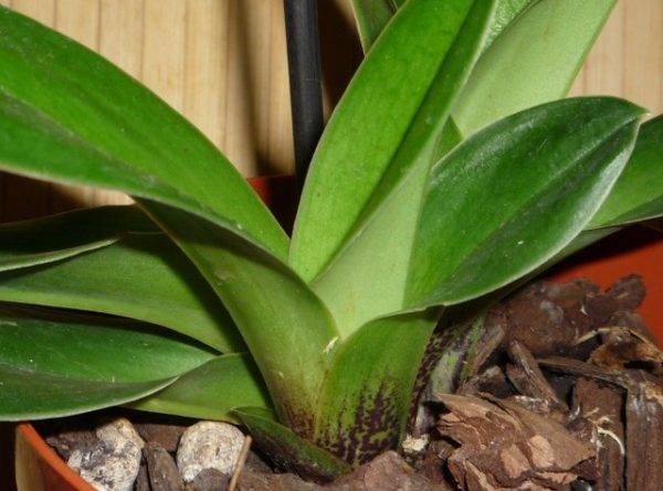 Интересный вопрос: как спасти орхидею без корней и с вялыми листьями?
