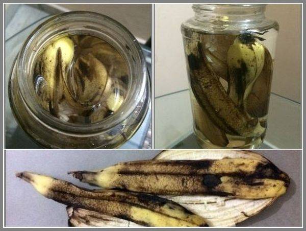 Удобрение из банановой кожуры для комнатных растений