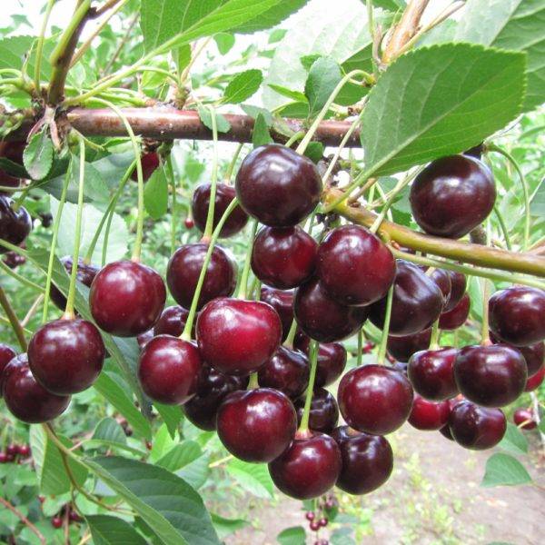 Сорт с высококачественными плодами и стабильными урожаями — вишня харитоновская