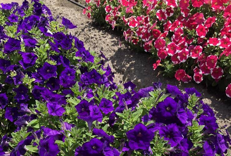 Петунии серии софистика — обильноцветущие растения уникальной расцветки с душистым ароматом