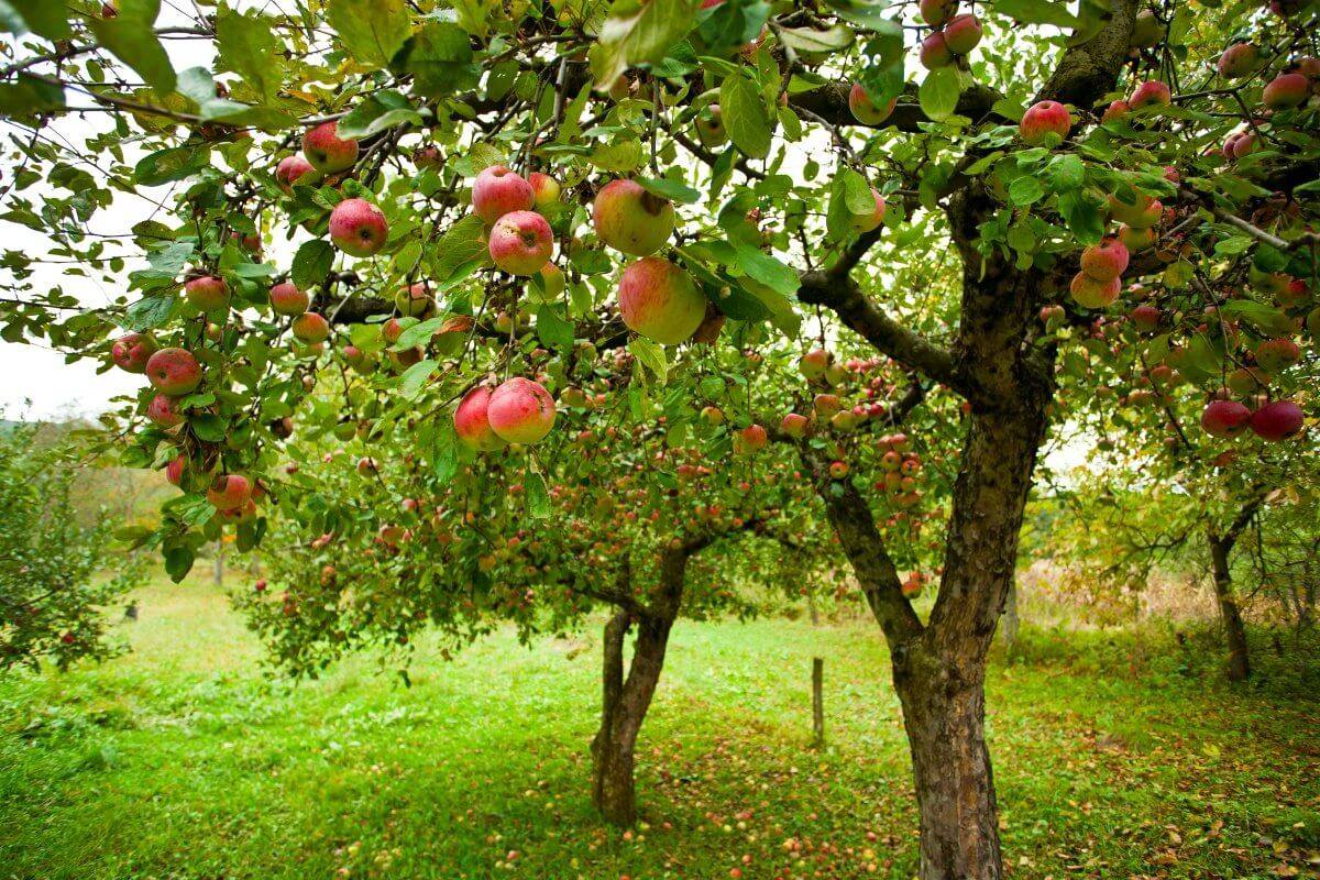 Лучшие осенние сорта яблонь
