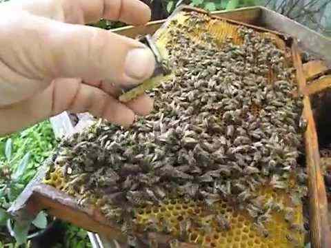 Когда лучше делать отводки пчел?