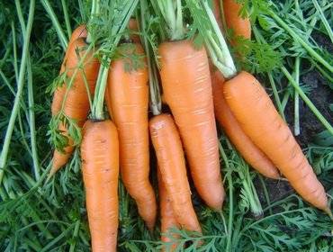 Лучшие сорта моркови для вашего огорода