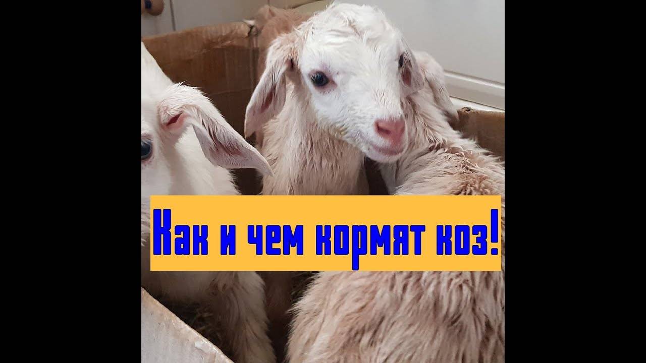 Разведение коз в домашних условиях для начинающих