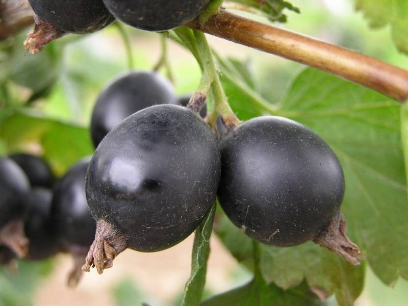 Йошта – полезные свойства и противопоказания гибридных ягод