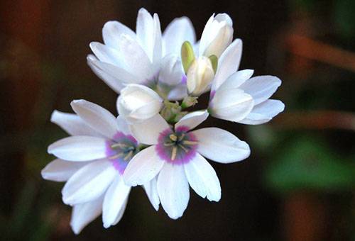 Луковичные цветы иксия: фото и сорта