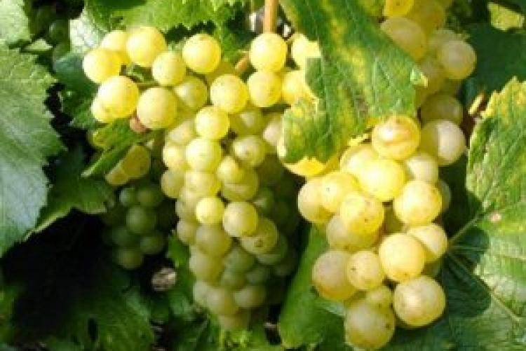 Лучшие сорта винограда для приготовления вина в россии и украине