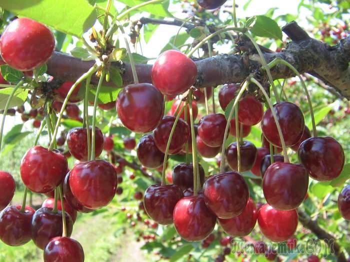 Войлочная вишня: сорта, выращивание и уход