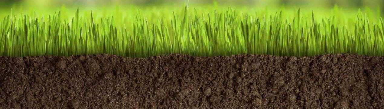 Как сделать газон на заросшем участке: 4 совета и 6 шагов