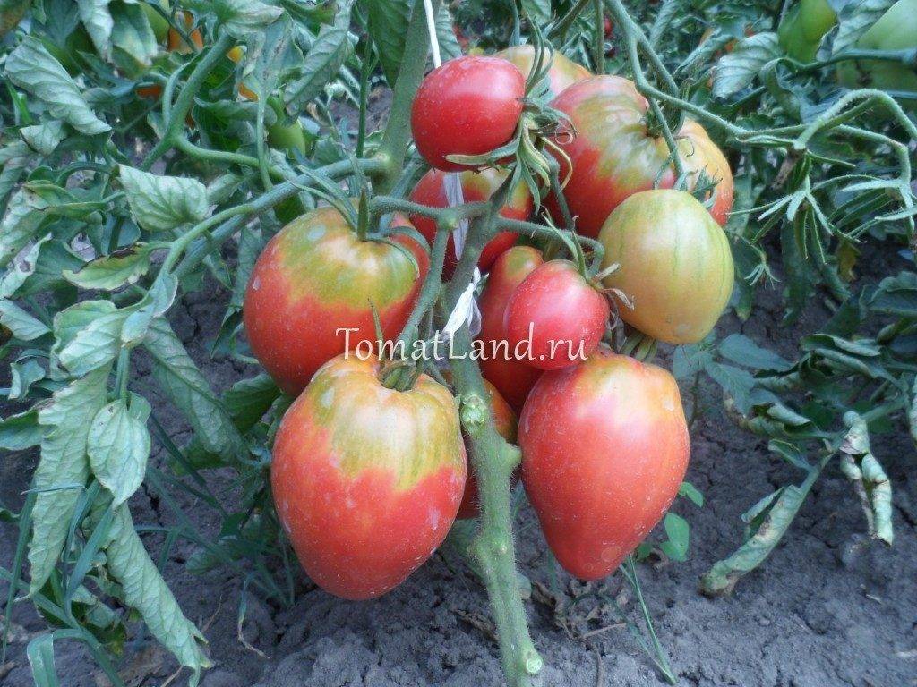 Выращивание помидоров бычье сердце