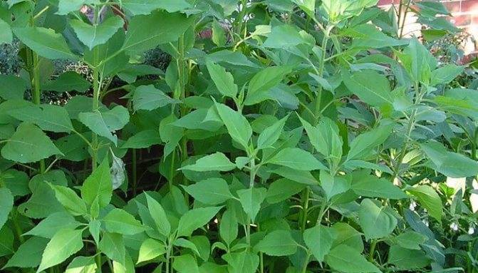 Выращивание топинамбура – особенности агротехники на даче