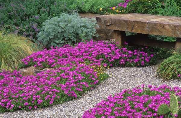 Выращивание ибериса в саду: живое цветочное покрывало под вашими окнами