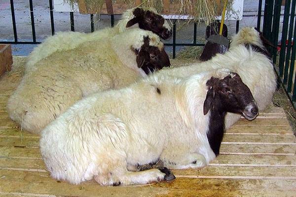Содержание курдючных овец — овцеводство для начинающих