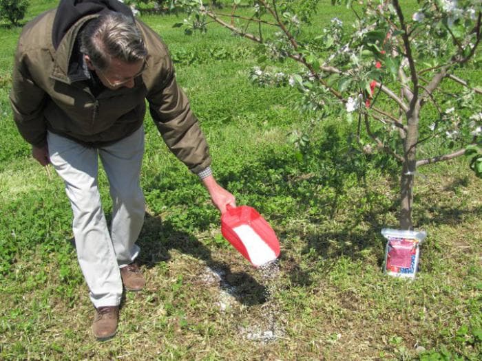Подкормка вишни весной и летом: чем удобрять для увеличения урожая