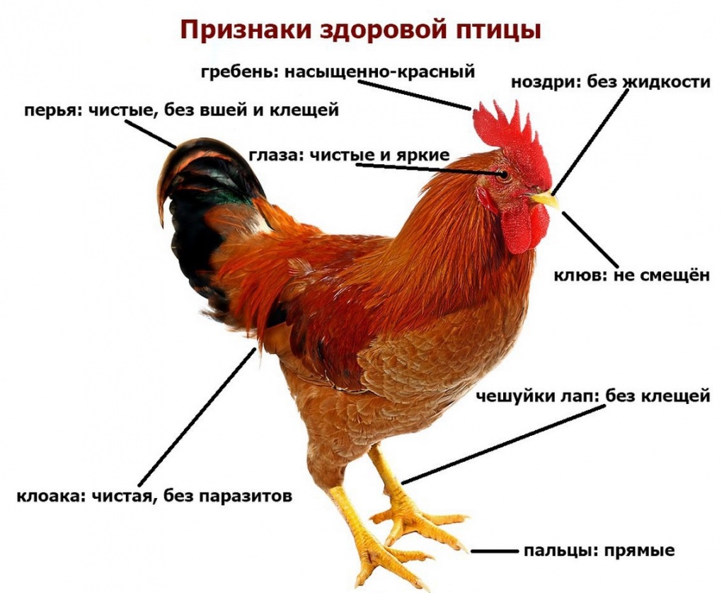Куриные болезни: разновидности и их особенности