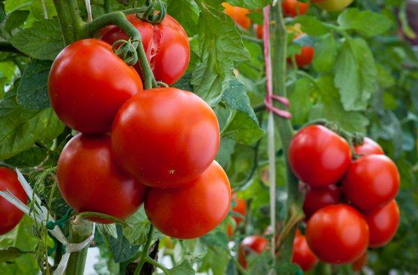 Как обработать семена томатов перед посадкой