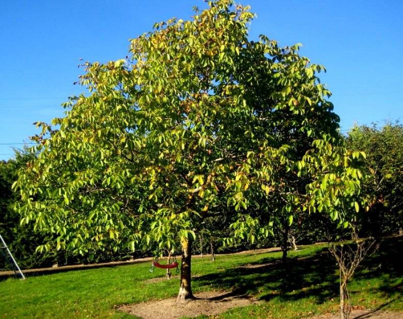 Важность пересадки грецкого ореха на постоянное место. когда и в каком возрасте лучше пересаживать деревце?