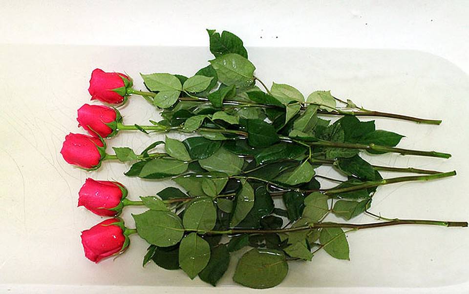 Как сохранить букет из живых роз как можно дальше