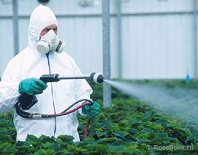 Новинка: фунгицид стрекар против грибковых и бактериальных заболеваний растений