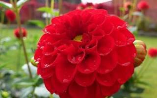 Георгины — 109 фото роскошного украшения любого сада