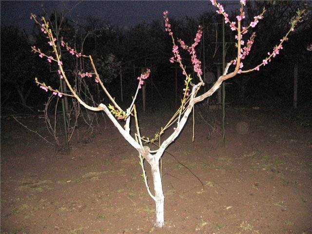 Правильная схема обрезки персика весной, летом и осенью