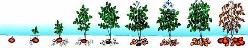 Вегетация растений и вегетационный период — что это такое