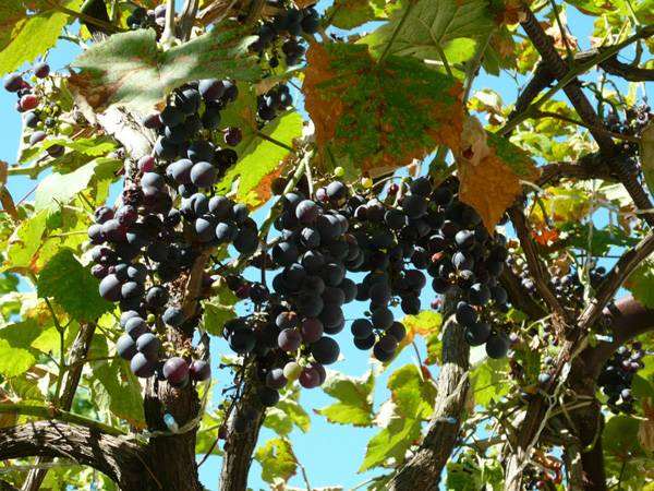 Вегетативное размножение девичьего винограда