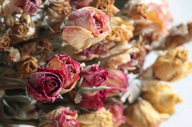 Что можно приготовить из лепестков роз – рецепты варенья, вина, настоек