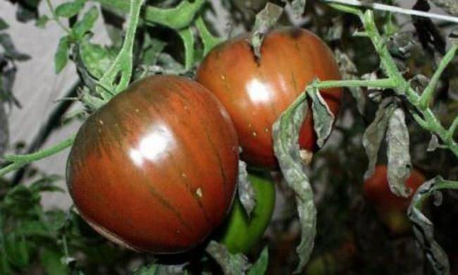 Выращивание в открытом грунте и теплицах помидоров бычье сердце